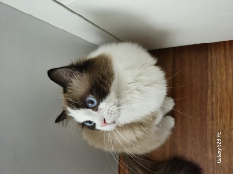 Ragdoll sealbicolor oğlumuzu sahiplendiriyoruz