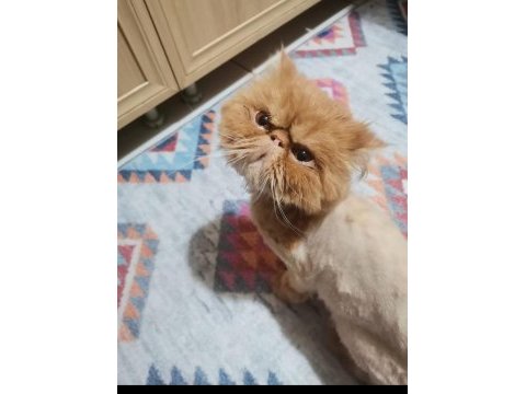 Safkan erkek iran kedisi 13 aylık