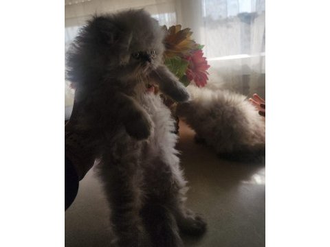 Himalayan persian tatlı yavrumuz
