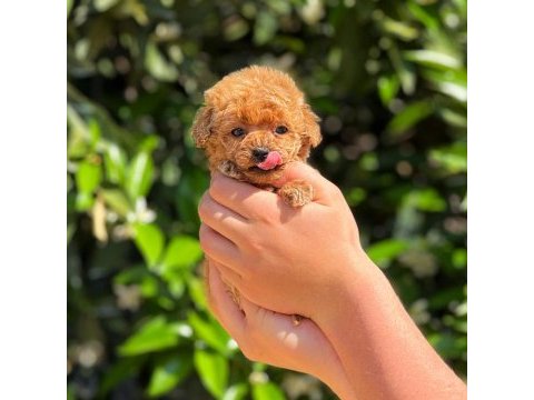 Toy poodle saf kan