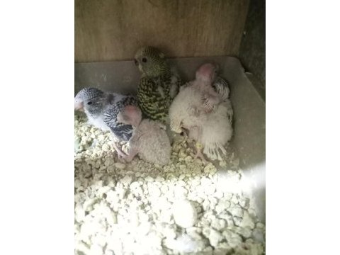5 ile 6 yavrulu bakıcı muhabbet kuşu çiftler