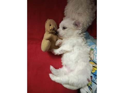 Maltese terrier iki aylıklar