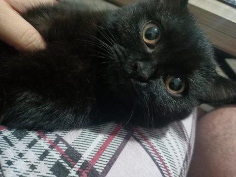 2 yaş çipli british shorthair