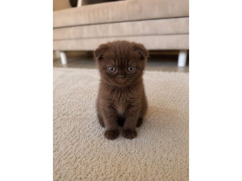 Özel renk çikolata scottish fold