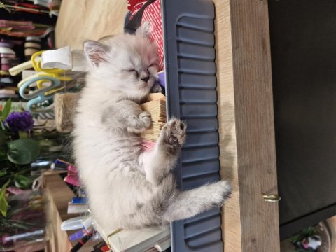 British shorthair yavrularımız yeni yuvalarını arıyolar