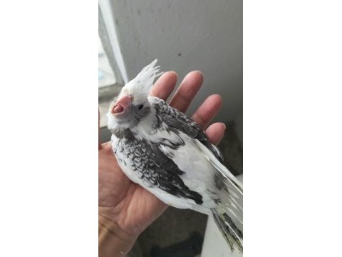 Ele alıştırmalık sultan papağanı yavrusu