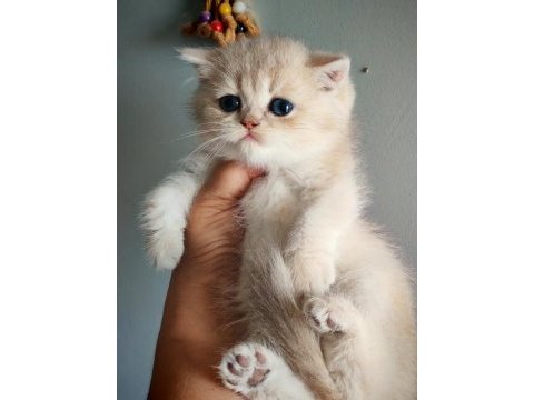 Safkan british shorthair erkek