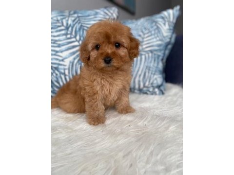 Orjinal maltipoo yavrum ırk ve sağlık garantili