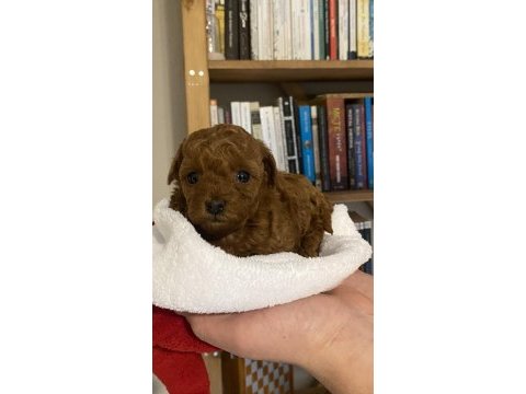 Toy poodle bebekler