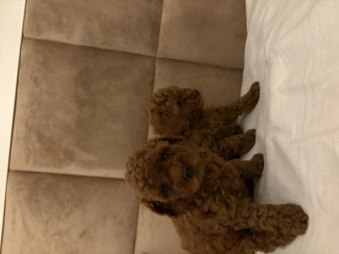 0 numara poodle dişi yavrum son kaldı anne 3 baba 2 kg