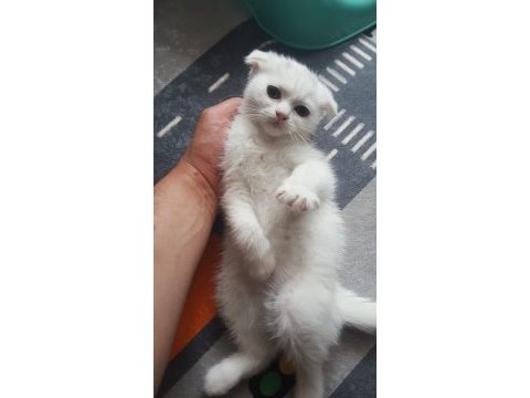 3 aylık dişi scottish fold