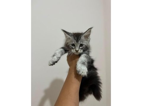 Safkan maine coon yavruları anne ve baba scr kayıtlı