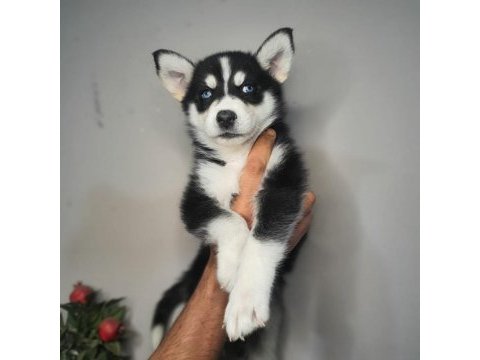 Safkan husky yavrularım