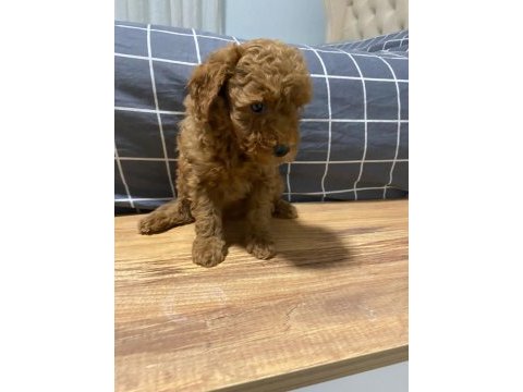 Uygun puan poodle yavrularımız