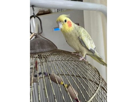 4 yaşında sultan papağanı
