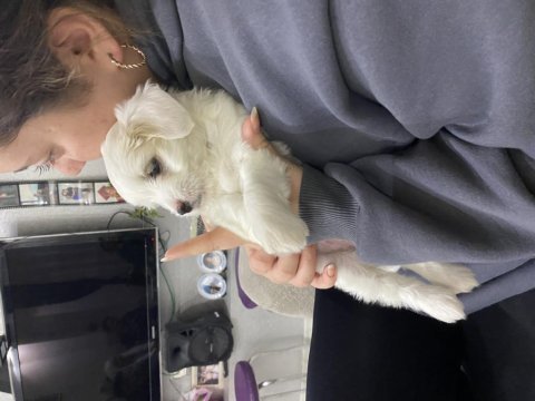 Maltipoo 4aylık yavru