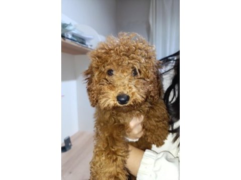 3 aylık dişi poodle