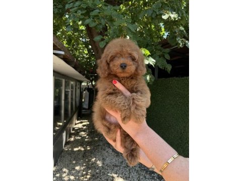 Toy poodle erkek kg garantili