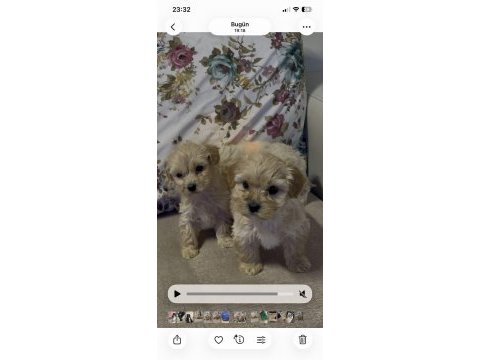Irk ve sağlık garantili maltipoo yavrularımız