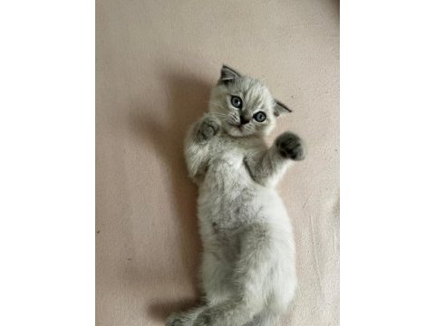 Bücür scottish fold iki buçuk aylık