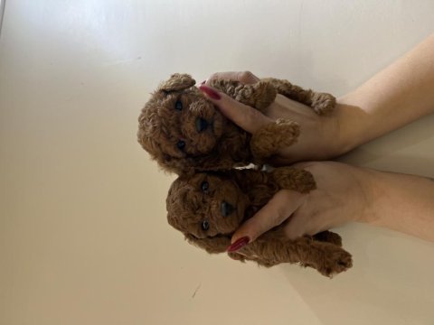 Yeni yıl şekerleri poodle köpekler sizler için hazır