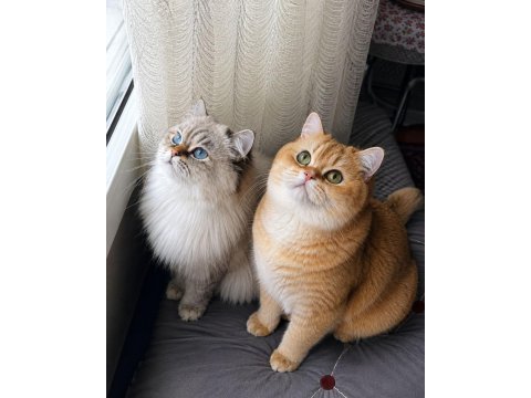 Çok nadir mavi gözlü golden british shorthair yavrular