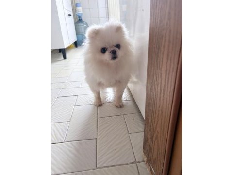 Pomeranian boo köpeği