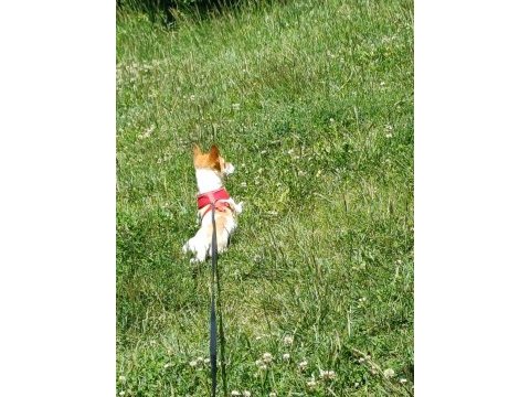 10 aylık jack russell yavrumuz