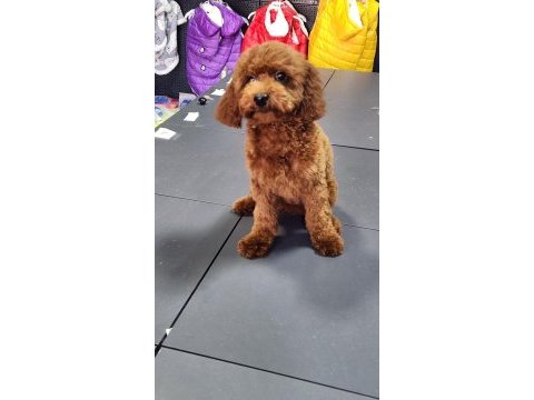 Toy poodle 8 aylık dişi