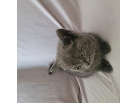 Güzel british shorthair yavrular