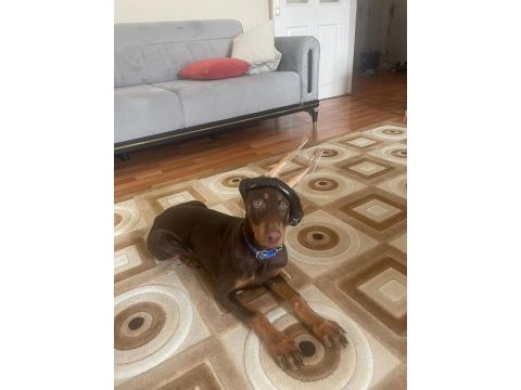 4.5 aylık dünya tatlısı saf kan doberman kızım hera