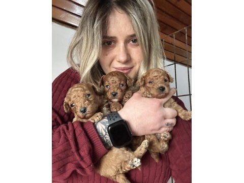 Renk renk toy poodle yavrular