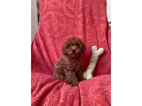 Red brown orjinal toy poodle bebekler