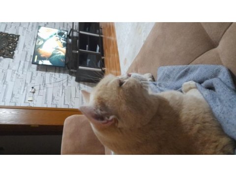 Uysal çocuk dostu british shorthair