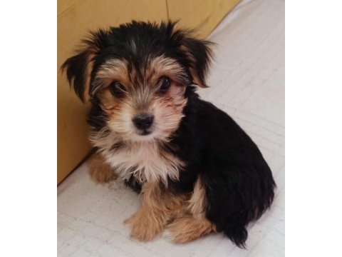 2 aylık dişi yorkshire terrier