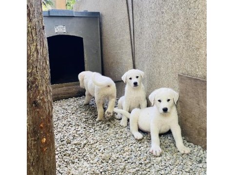 Akbaş çoban köpeği