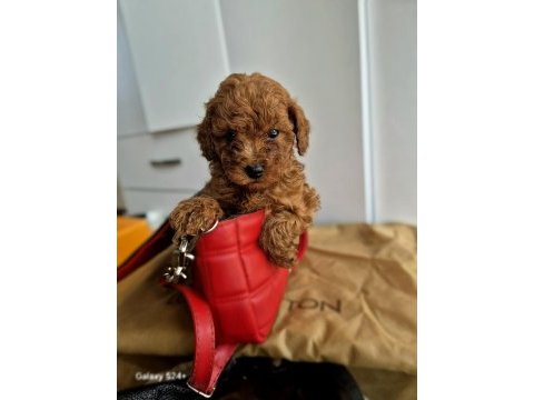Toy poodle kore ve kore kan yavrular
