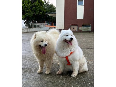 Tr şampiyonu yavrusu, mükemmel kalite dişi samoyed