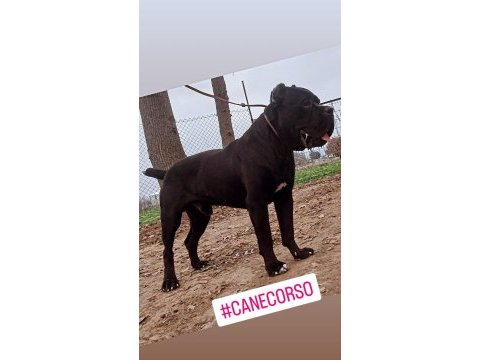Çipli ve şecereli cane corso yavrularımız