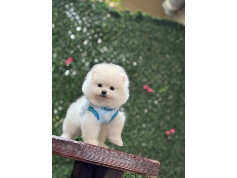 Pomeranian bebekler