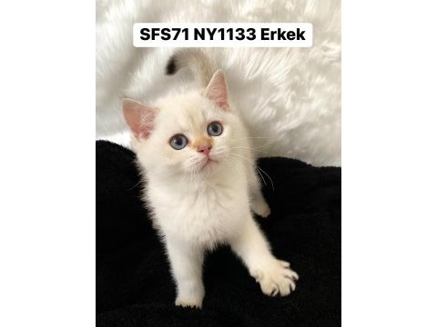 Scottısh straıght yavrular sahıplendırılecek
