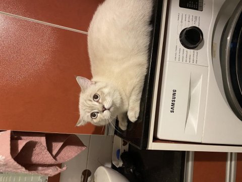 İzmir içi british shorthair