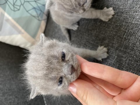 Safkan british shorthair