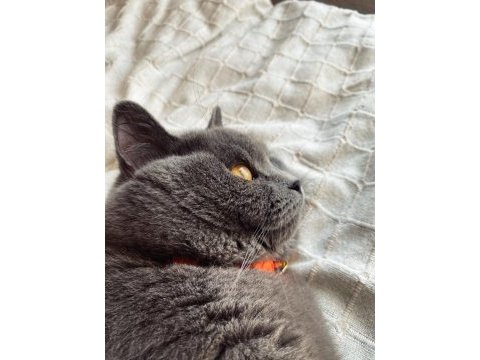 Erkek british shorthair
