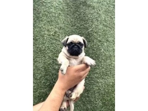 Irk ve sağlık garantili pug