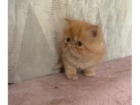 Portakal gibi prenses iran kedisi