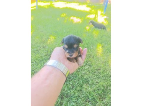 Bir avuç mutluluk köpeğimiz