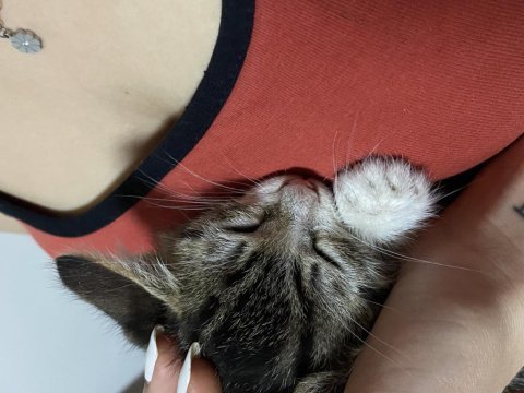 Annesi terk etmiş yavru kedimiz
