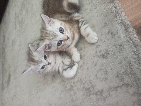 British shorthair tabby