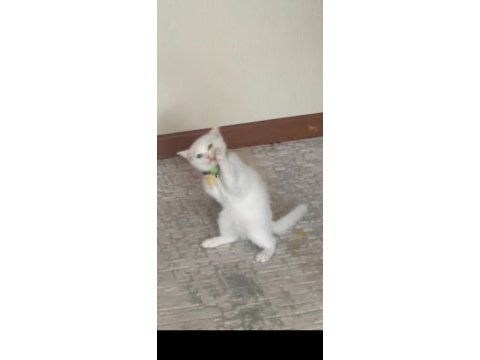 British shorthair incimize yeni aile arıyoruz
